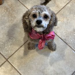 Mocha - Cockapoo