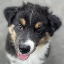 Australian Shepherds from Jessica Stapp