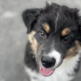 Australian Shepherds from Jessica Stapp