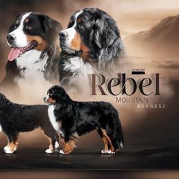 Bernese Mountain Dog puppies from Rebel Mountain Bernese