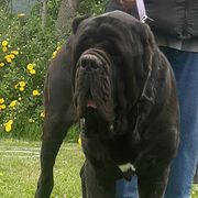 Thundarr - Molosser (Bully x)