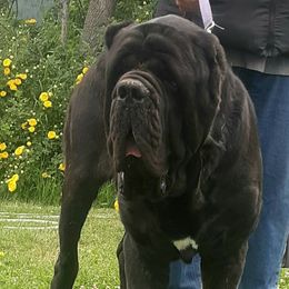 Thundarr - Molosser (Bully x)