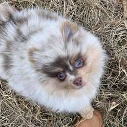 Pomeranians from JM’s Precious Poms