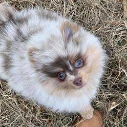 Pomeranians from JM’s Precious Poms