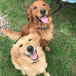 Golden Retrievers from South Hill Golden Retrievers