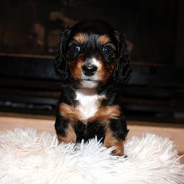 Halle - Black and tan Dachshund puppy in Windsor, Colorado from Murry’s minis