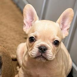 Jasper - Cream male French Bulldog puppy in Saucier, Mississippi from Mississippi Sound Frenchies