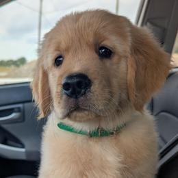 Green Boy- Zion - Golden male Golden Retriever puppy in Troy, Texas from R&R Goldens