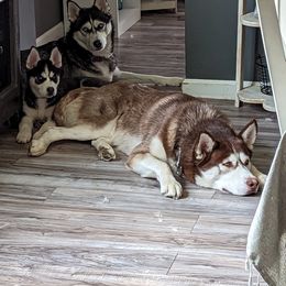 Siberian Husky Puppies from 3 Rivers Siberians(Richard's)