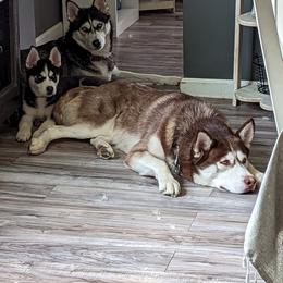 Siberian Husky Puppies from 3 Rivers Siberians(Richard's)