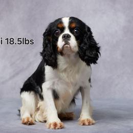 Dezi - Cavalier King Charles Spaniel