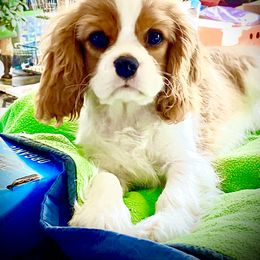 Cavalier King Charles Spaniel Puppies from Bella Fleur Cavaliers