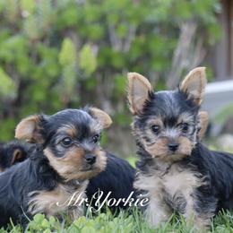 Yorkshire Terrier Puppies from Mr.Yorkie