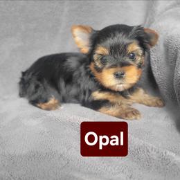 Opal - Black and gold female Yorkshire Terrier puppy in Middleton, Idaho from Rocky Mountain Yorkies