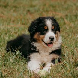 Liberty - Black tri-color female Australian Shepherd puppy in Aberdeen, North Carolina from Huckleberry Hill Aussies LLC.