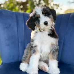 Marilla - Blue merle female Bernedoodle puppy in Bellville, Ohio from Bernedoodle Buddies