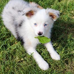 Miniature Australian Shepherd and Toy Australian Shepherd Puppies from Stone & Sage ATX Toy & Mini Aussies
