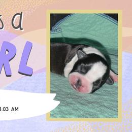 Fiona - Black and white female Boston Terrier puppy in Jupiter, Florida from CJM Boston and Boxer Puppies