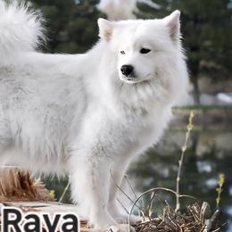 Raya - Samoyed