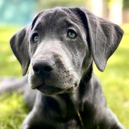 Dilute Retrievers and Labrador Retrievers from Labs Of The Lake