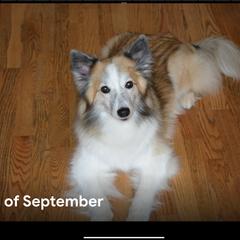 Icelandic Sheepdog All Grown Up from Tri-Star Icelandics