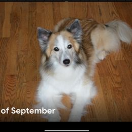 Icelandic Sheepdog All Grown Up from Tri-Star Icelandics