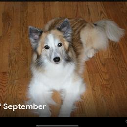Icelandic Sheepdog All Grown Up from Tri-Star Icelandics
