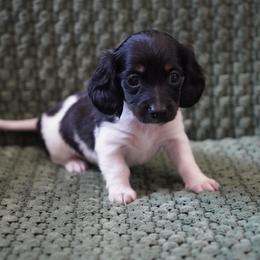 Little Foot - Piebald female Dachshund puppy in Quemado, New Mexico from TNT Dachshunds