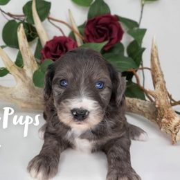 Aussiedoodles, Goldendoodles, and Sheepadoodles from UpNorth Pups