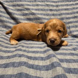 AKC White Collar - Red male Dachshund puppy in Mesa, Arizona from Diamondback Doxie