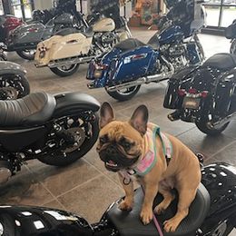 French Bulldogs from Newbrook