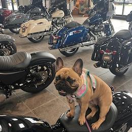 French Bulldogs from Newbrook