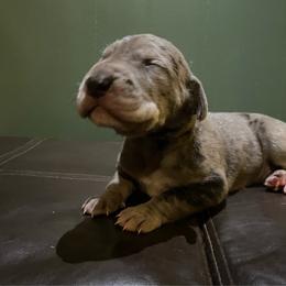 Clutch - Merle male Great Dane puppy in French Creek, West Virginia from Villa-Danes Von Kraus