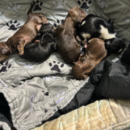 TBD - Liver female Shih Tzu puppy in Dallas, Texas from Almost Heaven Shih Tzu