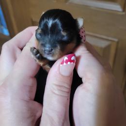 Jill - Black and gold female Yorkshire Terrier puppy in Middleton, Idaho from Rocky Mountain Yorkies