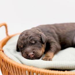 Maple - Phantom female Goldendoodle puppy in North Carolina from Tuxedo Mountain Doodles