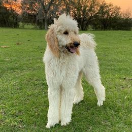 Freya - Goldendoodle