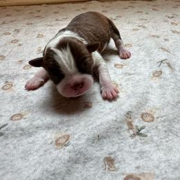 White collar - Red male Boston Terrier puppy in Winnie, Texas from Tina Terry's Boston Terriers