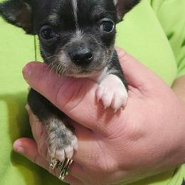 Louis - Black and white male Chihuahua puppy in Amity, Pennsylvania from Baxters Chihuahuas