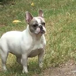 French Bulldogs from Blue Dolla’s Doghouse