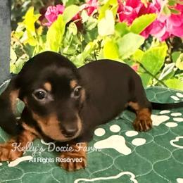 Black and Tan Possible Smooth Male Orange Collar - Black and tan male Dachshund puppy in Cleveland, Tennessee from Kelly's Doxie Farm