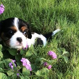Cavalier King Charles Spaniels from Fuzzy Creek Cavaliers