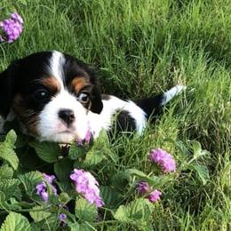 Cavalier King Charles Spaniels from Fuzzy Creek Cavaliers