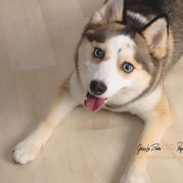 Emmy - Pomsky