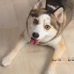 Emmy - Pomsky