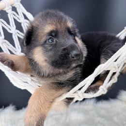 Alibi - Black and tan female German Shepherd puppy in Lebanon County, Pennsylvania from Regalimage