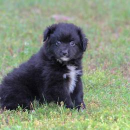 Cocoa - Black & white male Toy Australian Shepherd puppy in Bauxite, Arkansas from J and B Mini Aussies