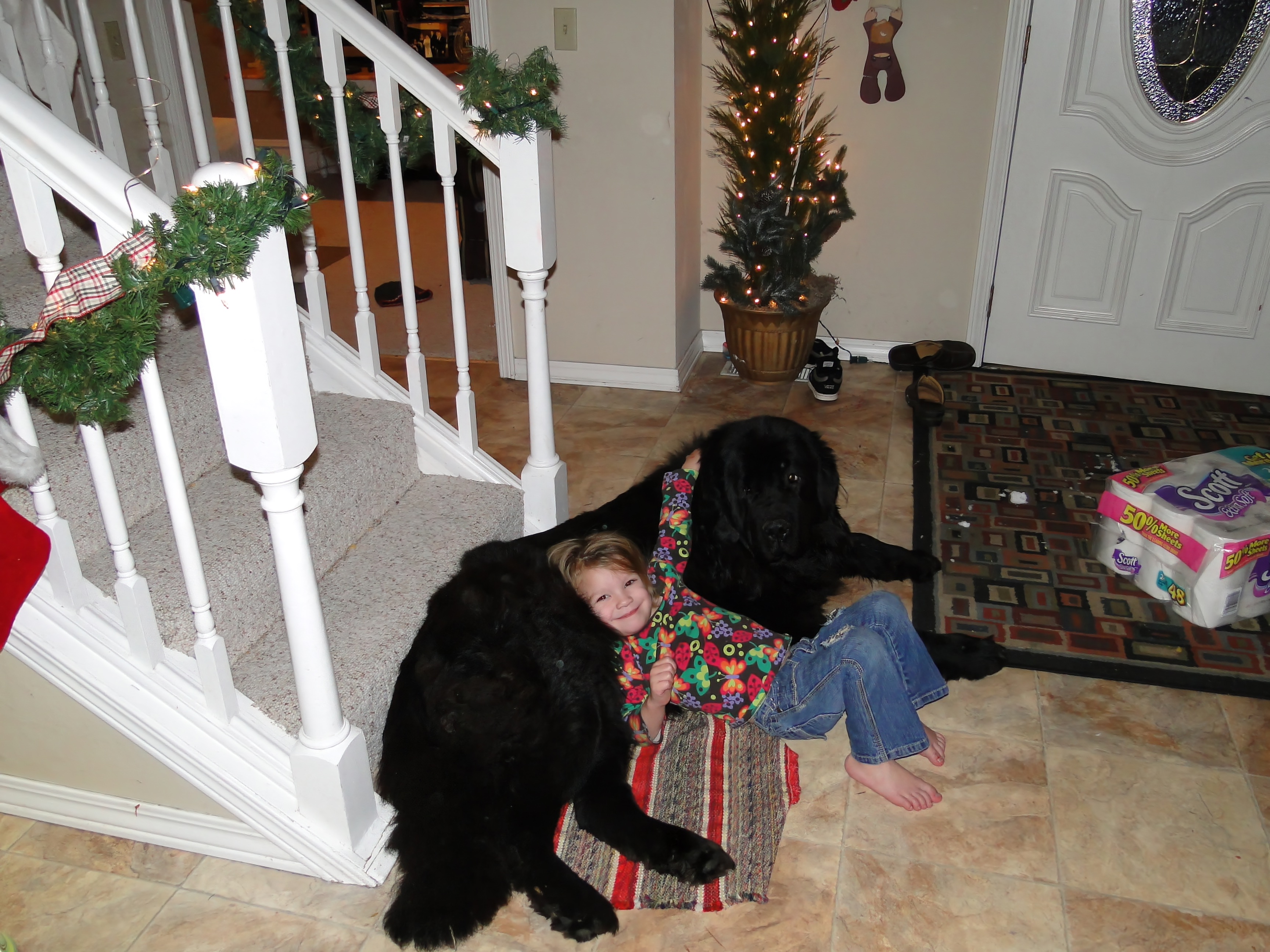 Newfoundland Puppies from Tonka Bay Newfoundlands