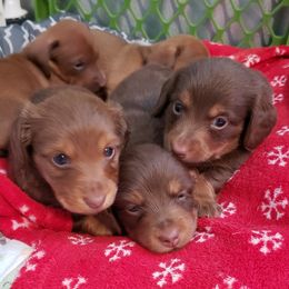 Dachshunds from Dachshunds Elite