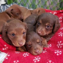 Dachshunds from Dachshunds Elite